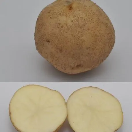 thumbnail for publication: University of Florida Potato Variety Trials Spotlight: 'Snowden'